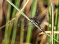 Große Moosjungfer Libelle Männchen